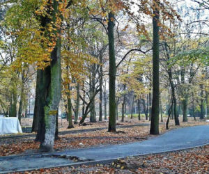Remont parku Łyczywka