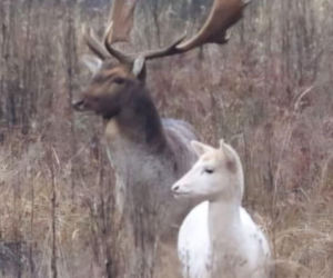 Biała łania daniela