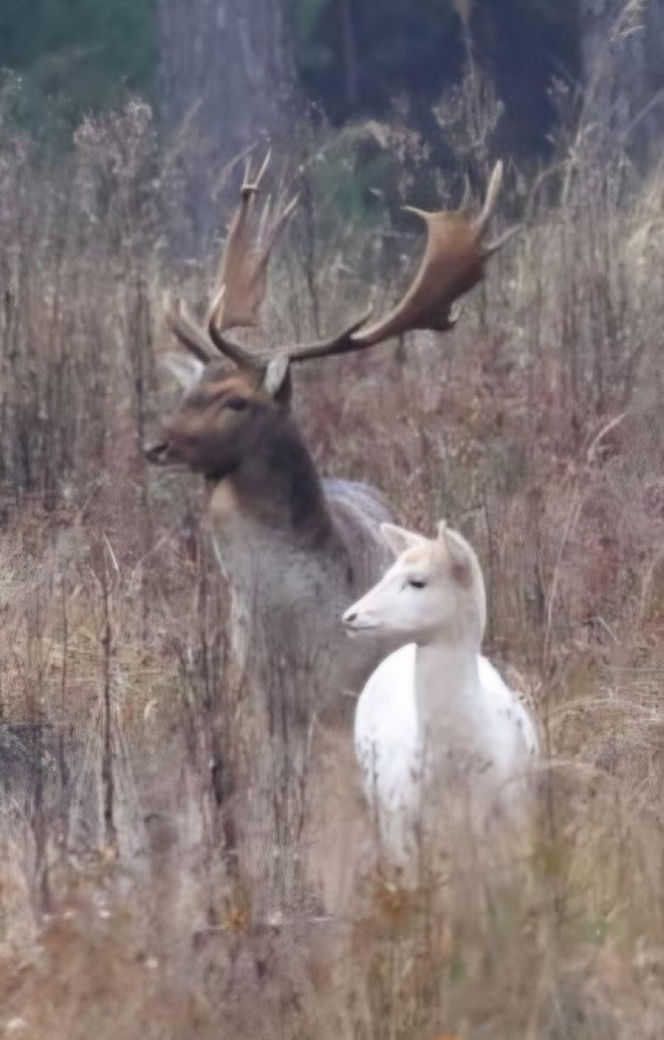 Biała łania daniela