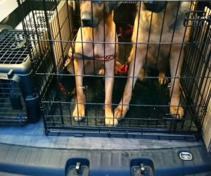 Dzik w głębokiej STUDNI i agresywne psy na ulicach. Ekopatrol z Poznania w akcji