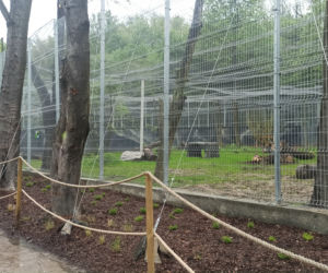 W śląskim ZOO powstała nowa woliera dla panter śnieżnych