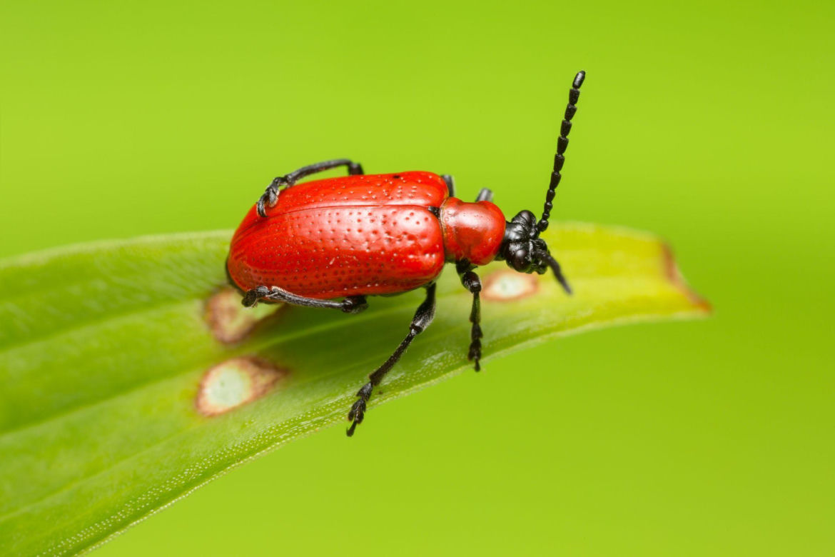Poskrzypka liliowa