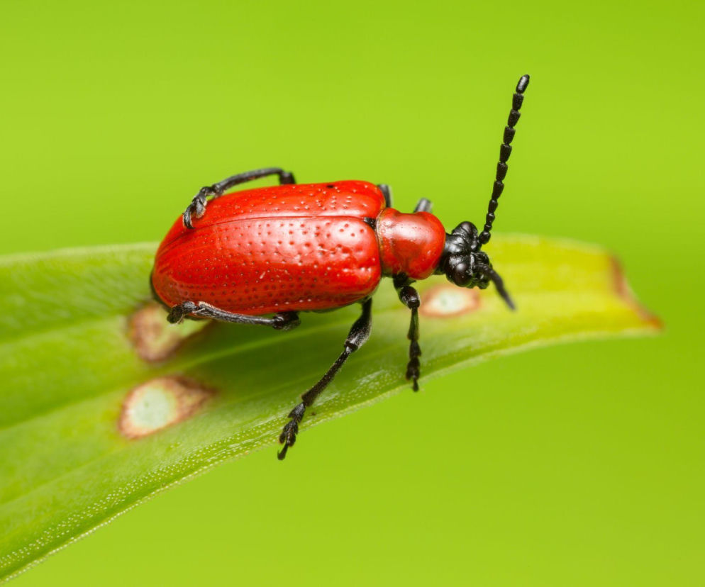 Poskrzypka liliowa: groźny szkodnik lilii i szachownic
