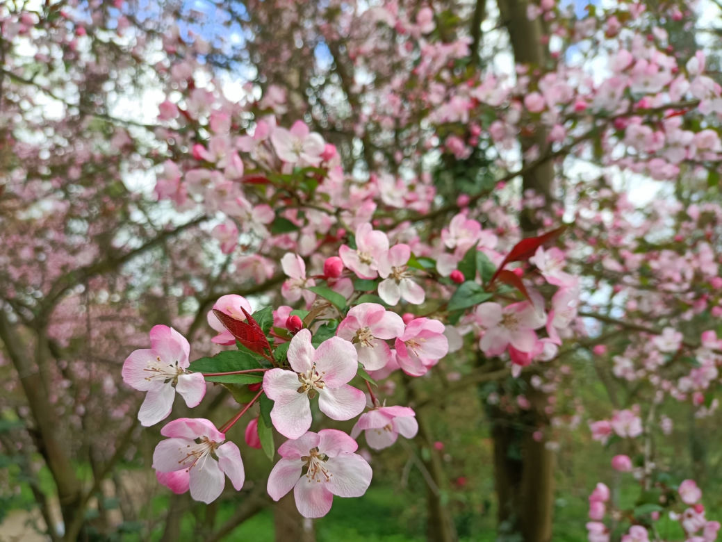 Arboretum Kórnickie zachwyca! Miłośnicy magnolii muszą się spieszyć