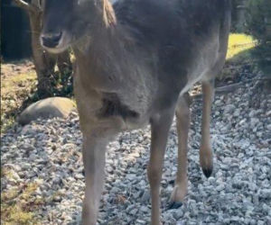 Szokujące nagranie z ogrodu Ewy Gawryluk! Takich gości się nie spodziewała