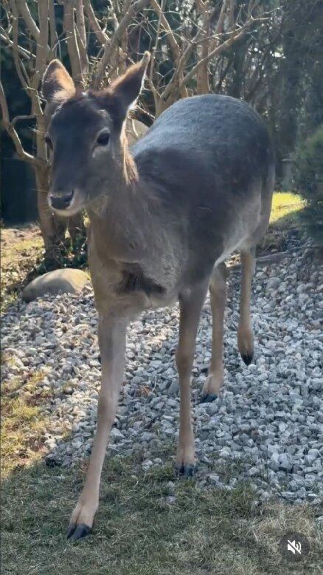 Szokujące nagranie z ogrodu Ewy Gawryluk! Takich gości się nie spodziewała