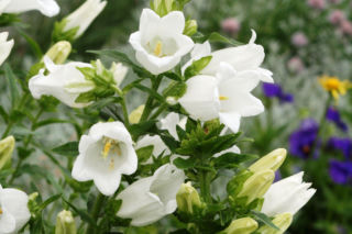 Dzwonek ogrodowy 'Alba' - Campanula medium 'Alba'