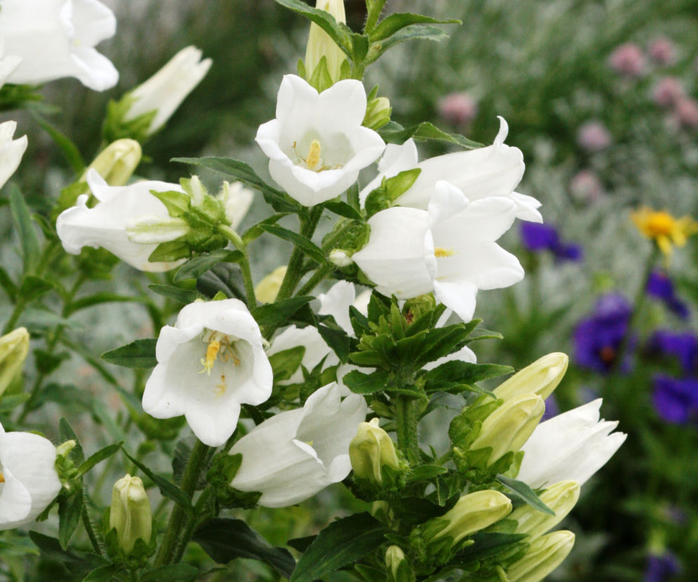 Dzwonek ogrodowy 'Alba' 