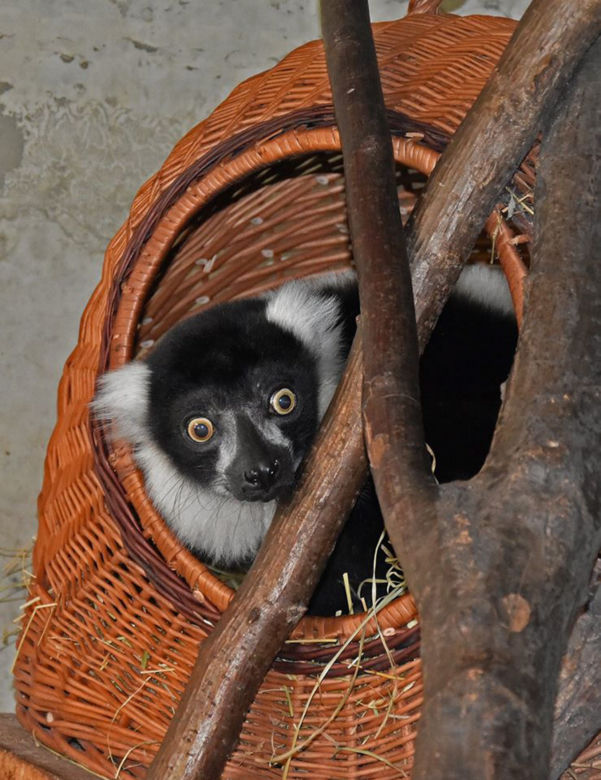 Najstarsza matka wśród lemurów