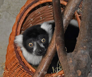 Najstarsza matka wśród lemurów
