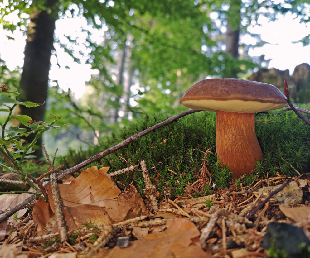 Na grzyby marsz!