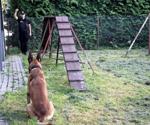 Szkolenie psów policyjnych w Bielsku Podlaskim. Zobacz, jak przebiega