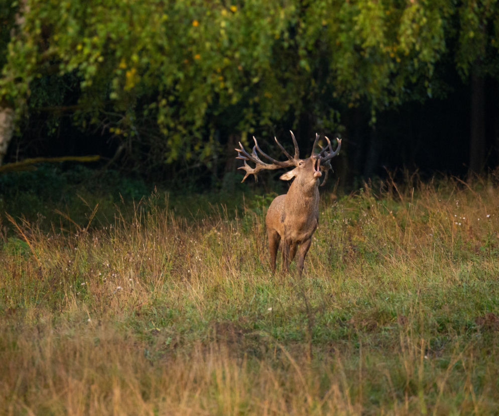 Straż Leśna zwiększa patrole. Od 28 lutego rusza ogólnopolska akcja