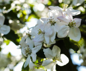 Ultra Duch Jabłoni – nowy ultramaraton kolarski ze startem i metą w Grójcu
