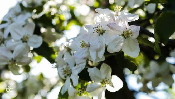 Ultra Duch Jabłoni – nowy ultramaraton kolarski ze startem i metą w Grójcu