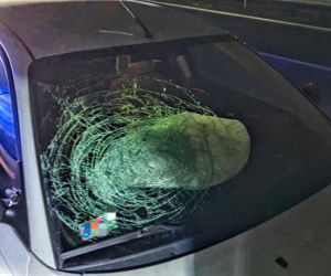 Dziki doprowadziły do karambolu na A4