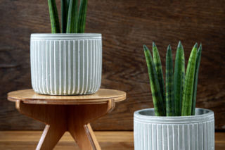 Sansewieria cylindryczna