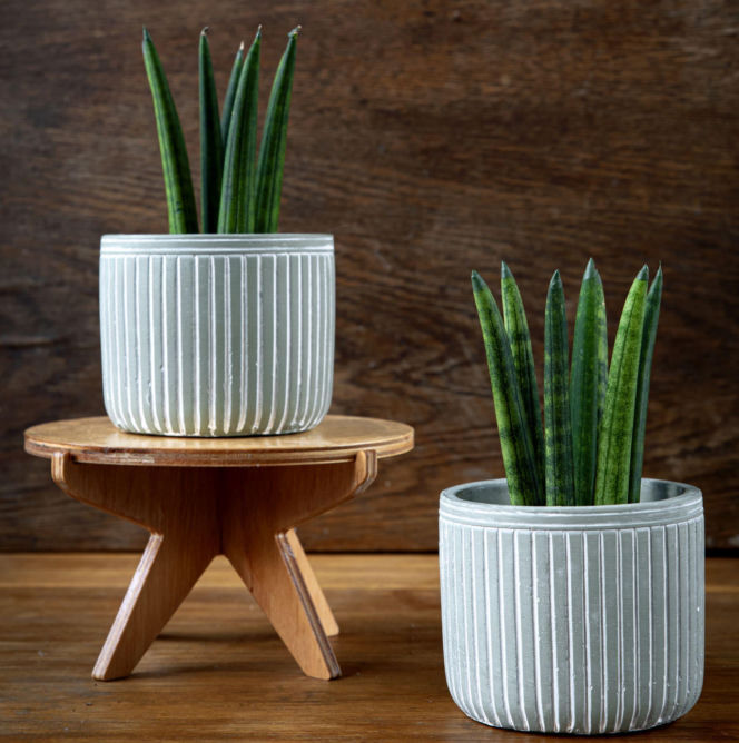 Sansewieria cylindryczna