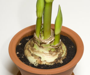 paki-hippeastrum