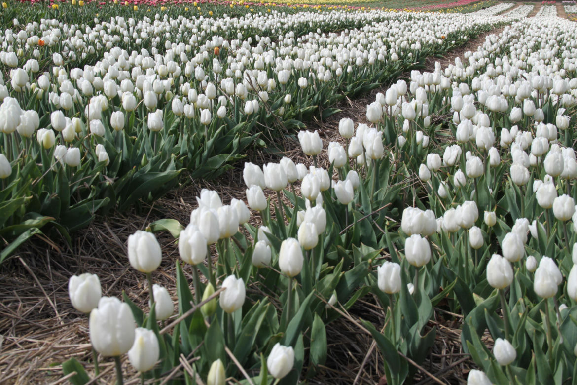 Tulipany na polach w Chrzypsku Wielkim