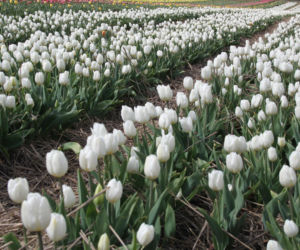 Tulipany na polach w Chrzypsku Wielkim