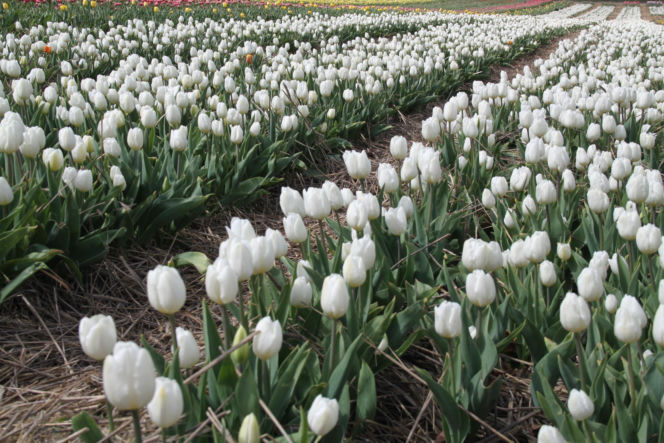 Tulipany na polach w Chrzypsku Wielkim