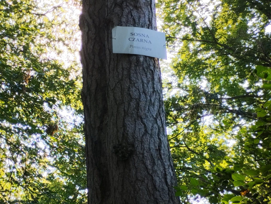 Pomniki przyrody w Parku Strzeleckim w Tarnowie