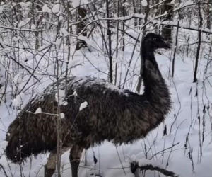 Emu spacerowało po lesie pod Garwolinem! Nagranie hitem sieci