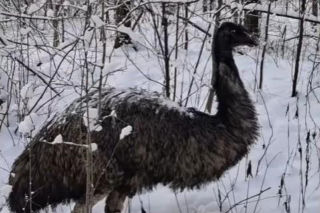 Emu spacerowało po lesie pod Garwolinem! Nagranie hitem sieci