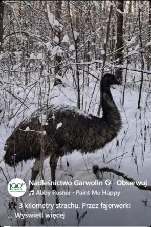 Emu spacerowało po lesie pod Garwolinem! Nagranie hitem sieci
