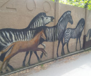 Malarz sam odnawia mural na ogrodzeniu wrocławskiego zoo