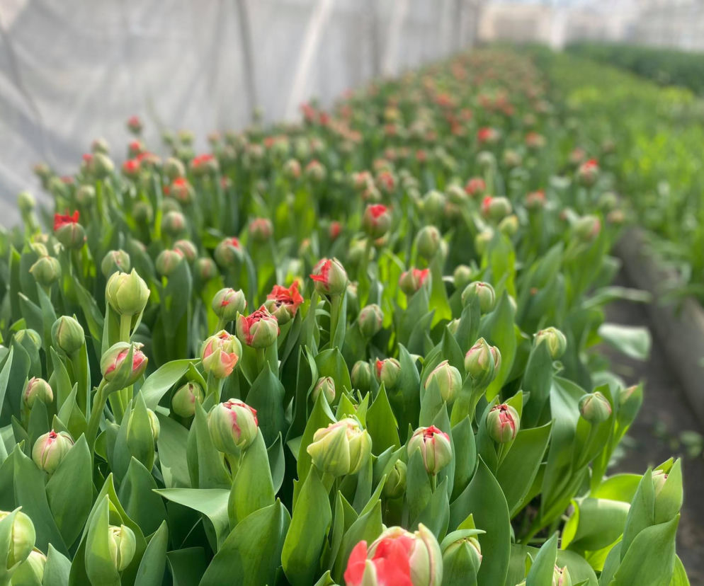 Tulipany w Łodzi 