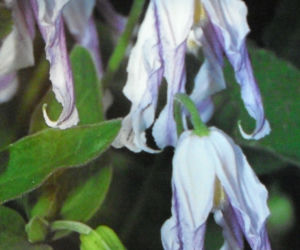 Powojnik 'Hakuree' 