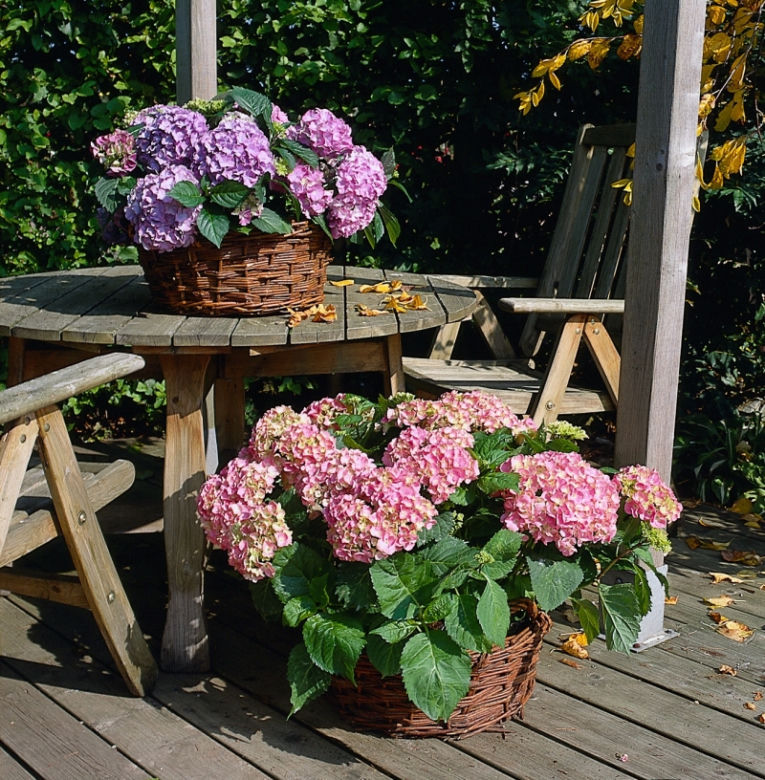Hortensja