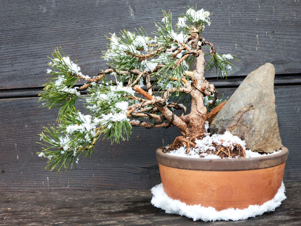 Drzewko bonsai