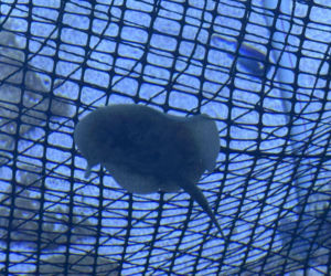 Trzy płaszczki żółte przyszły na świat w opolskim zoo!