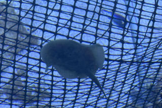 Trzy płaszczki żółte przyszły na świat w opolskim zoo!