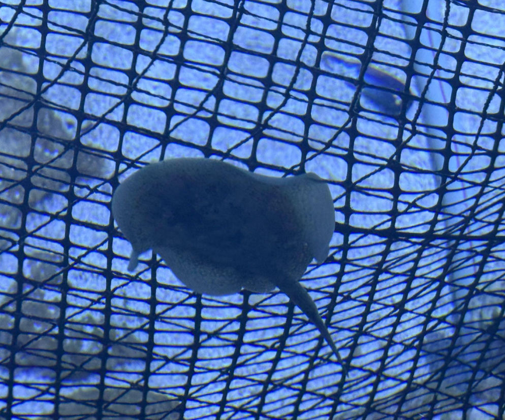 Trzy płaszczki żółte przyszły na świat w opolskim zoo!