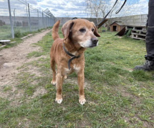 Niemałe pieniądze z akcji „Ciastko z Misją”. Dla schroniska w Henrykowie koło Leszna