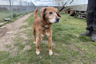 Niemałe pieniądze z akcji „Ciastko z Misją”. Dla schroniska w Henrykowie koło Leszna