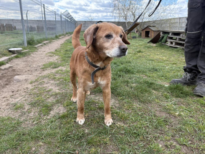 Niemałe pieniądze z akcji „Ciastko z Misją”. Dla schroniska w Henrykowie koło Leszna