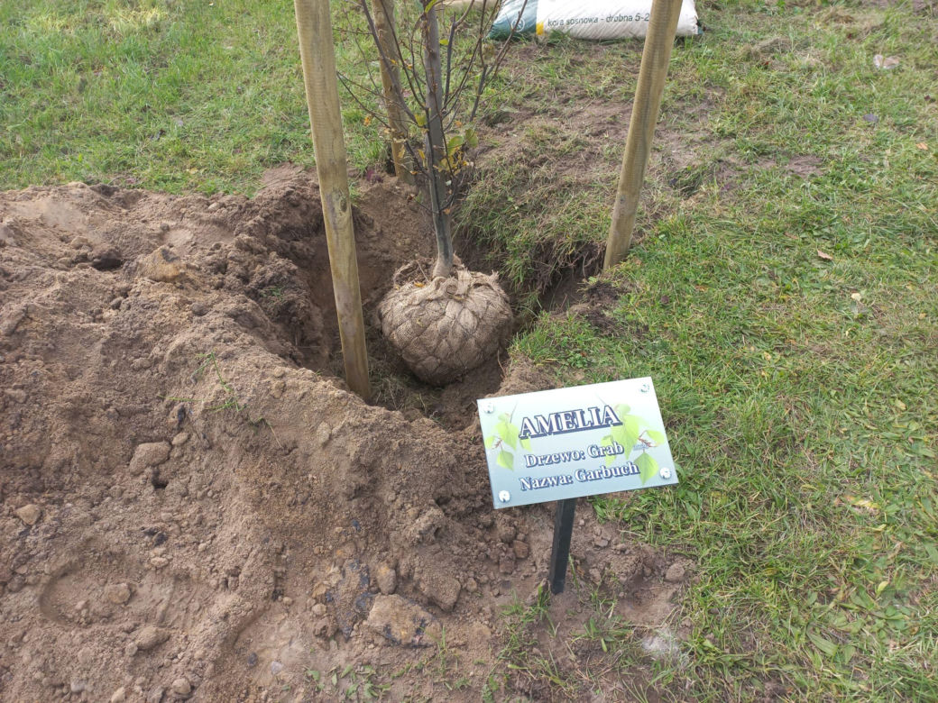 W młodym parku w Lesznie posadzono kolejne drzewa. Każde ma swoją tabliczkę