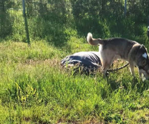 Pilnował pana nawet po jego śmierci