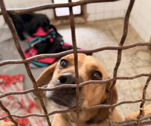 Siarczysty mróz zagraża zwierzętom! Krakowskie schronisko pilnie szuka domów tymczasowych