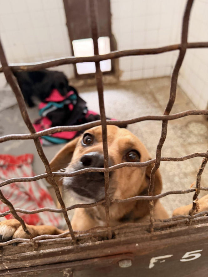 Siarczysty mróz zagraża zwierzętom! Krakowskie schronisko pilnie szuka domów tymczasowych