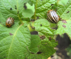 Stonka ziemniaczana