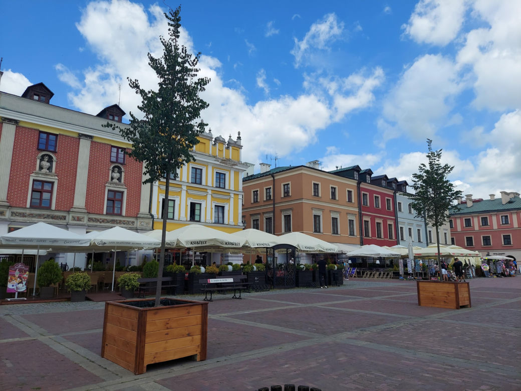 Lipy na Rynku Wielkim w Zamościu