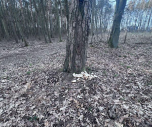 Resztki jedzenia w lesie