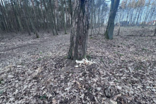 Resztki jedzenia w lesie