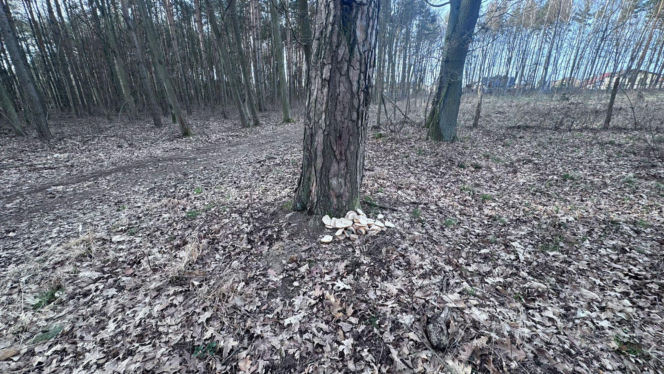 Resztki jedzenia w lesie